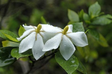 梔子花施肥時間|梔子花怎麼施肥